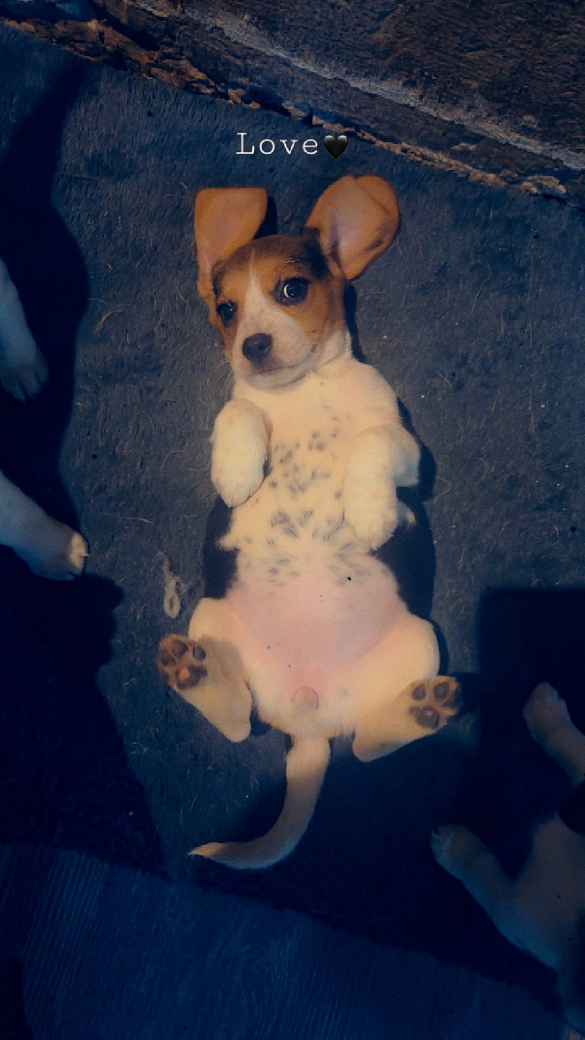 Vicky a rejoint le concours — aidez-le/la à gagner de superbes lots ! canidae, carnivore, chihuahua, companion_dog, dog, dog_breed, fawn, fur, paw, photo_caption, snout, sporting_group, stuffed_toy, tail, terrestrial_animal, toy, toy_dog, vertebrate, whiskers, working_animal