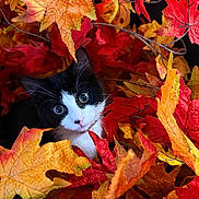 Domino joined the competition — help win amazing prizes! animal, autumn, black_and_white, blue_eyes, camouflage, cat, close_up, colorful, fall, foliage, kitten, leaves, looking_at_camera, nature, orange, pet, portrait, red, whiskers, yellow