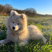 Aïka a rejoint le concours — aidez-le/la à gagner de superbes lots ! dog, puppy, samoyed, fluffy, white_fur, grass, outdoors, field, sunlight, blue_sky, portrait, collar, nose, eyes, bokeh, shallow_depth_of_field, cute, pet, lying_down, nature