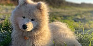 Aïka a rejoint le concours — aidez-le/la à gagner de superbes lots ! dog, puppy, samoyed, fluffy, white_fur, grass, outdoors, field, sunlight, blue_sky, portrait, collar, nose, eyes, bokeh, shallow_depth_of_field, cute, pet, lying_down, nature