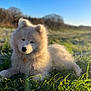 dog, puppy, samoyed, fluffy, white_fur, grass, outdoors, field, sunlight, blue_sky, portrait, collar, nose, eyes, bokeh, shallow_depth_of_field, cute, pet, lying_down, nature