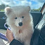 Aïka a rejoint le concours — aidez-le/la à gagner de superbes lots ! dog, puppy, white_fur, fluffy, car_interior, passenger_seat, seatbelt, collar, pet_tag, leash, hand_holding, closeup, portrait, bokeh_background, sky, window, cute, soft_lighting, samoyed_like, domestic_animal