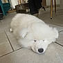 Aïka a rejoint le concours — aidez-le/la à gagner de superbes lots ! dog, puppy, white_fur, fluffy, sleeping, tile_floor, indoor, home_interior, close_up, resting, pet, nose, ears, whiskers, cozy, cute, low_angle, furniture, chair, mirror