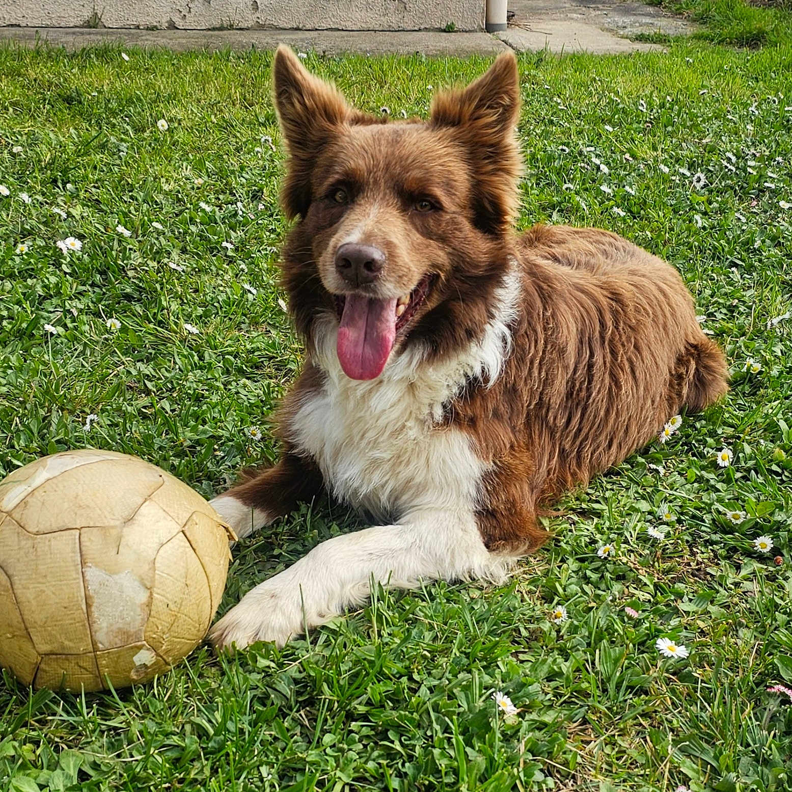 Olaf a rejoint le concours — aidez-le/la à gagner de superbes lots ! animal, ball, canine, dog, face, field, football, grass, head, lawn, person, pet, plant, puppy, soccer, soccerball, sphere, sport, tennis, tennisball