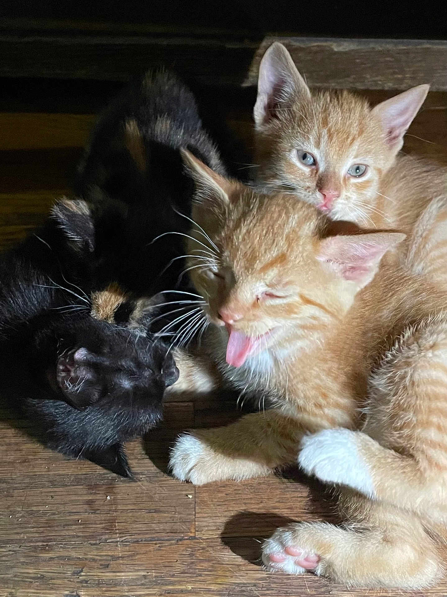 Michael Alexis joined the competition — help win amazing prizes! animal, black_cat, cat, close_up, cuddle, cute, domestic_cat, floor, fur, indoor, kitten, orange_tabby, pets, playful, resting, sleeping, tongue_out, whiskers, wooden_floor, young_animal