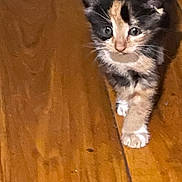 Michael Alexis joined the competition — help win amazing prizes! adorable, animal, calico, cat, closeup, curious, cute, domestic_cat, exploring, feline, fur, indoor, kitten, paws, pet, small, walking, whiskers, wooden_floor, young