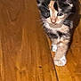 adorable, animal, calico, cat, closeup, curious, cute, domestic_cat, exploring, feline, fur, indoor, kitten, paws, pet, small, walking, whiskers, wooden_floor, young