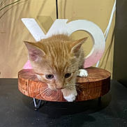 Ginger Snaps joined the competition — help win amazing prizes! animal, background_object, cat, closeup, curious, cute, decor, ears, feline, indoor, kitten, looking_down, orange_cat, pet, small, table, whiskers, white_paws, wooden_platform, young