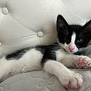 River joined the competition — help win amazing prizes! kitten, cat, black_and_white, paw, pink_paw_pads, quilted, cushion, soft, relaxed, sleepy, feline, pet, animal, indoor, fur, whiskers, close_up, cute, young, resting