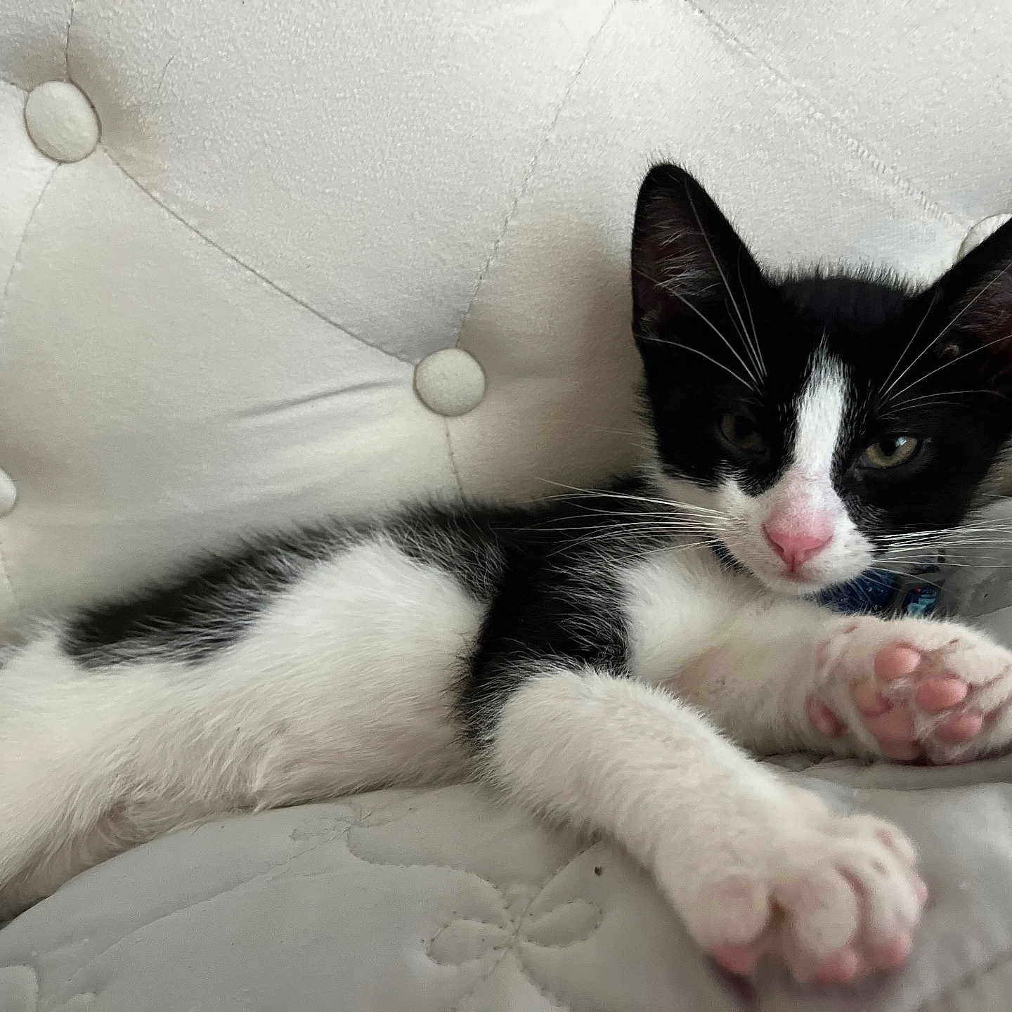 River joined the competition — help win amazing prizes! animal, black_and_white, cat, close_up, cushion, cute, feline, fur, indoor, kitten, paw, pet, pink_paw_pads, quilted, relaxed, resting, sleepy, soft, whiskers, young