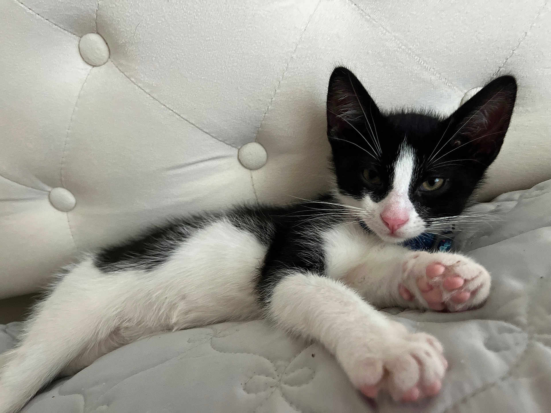 River joined the competition — help win amazing prizes! kitten, cat, black_and_white, paw, pink_paw_pads, quilted, cushion, soft, relaxed, sleepy, feline, pet, animal, indoor, fur, whiskers, close_up, cute, young, resting