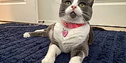 Charm is registered to the contest to win money with this photo: animal, carpet, cat, charger, close_up, collar, cute, domestic_cat, door, feline, grey_and_white_cat, heart_shaped_tag, indoor, pet, pink_collar, relaxed, rug, wall_outlet, whiskers, yellow_eyes