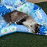 animal, backyard, blue, cat, comfort, fluffy, fur, grass, green, inflatable_pool_float, nature, outdoor, pet, reclining, relaxed, resting, sleepy, summer, tropical_pattern, vacation