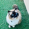Tiamo a rejoint le concours — aidez-le/la à gagner de superbes lots ! animal, blue_eyes, cat, close_up, collar, curious, cute, domestic_cat, feline, fluffy, fur, grass, looking_up, mammal, nature, outdoor, pet, portrait, tail, whiskers