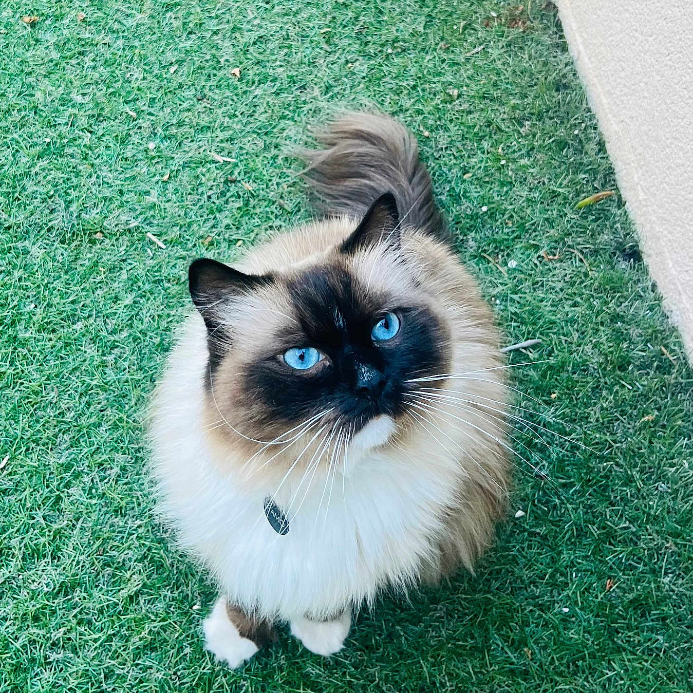 Tiamo