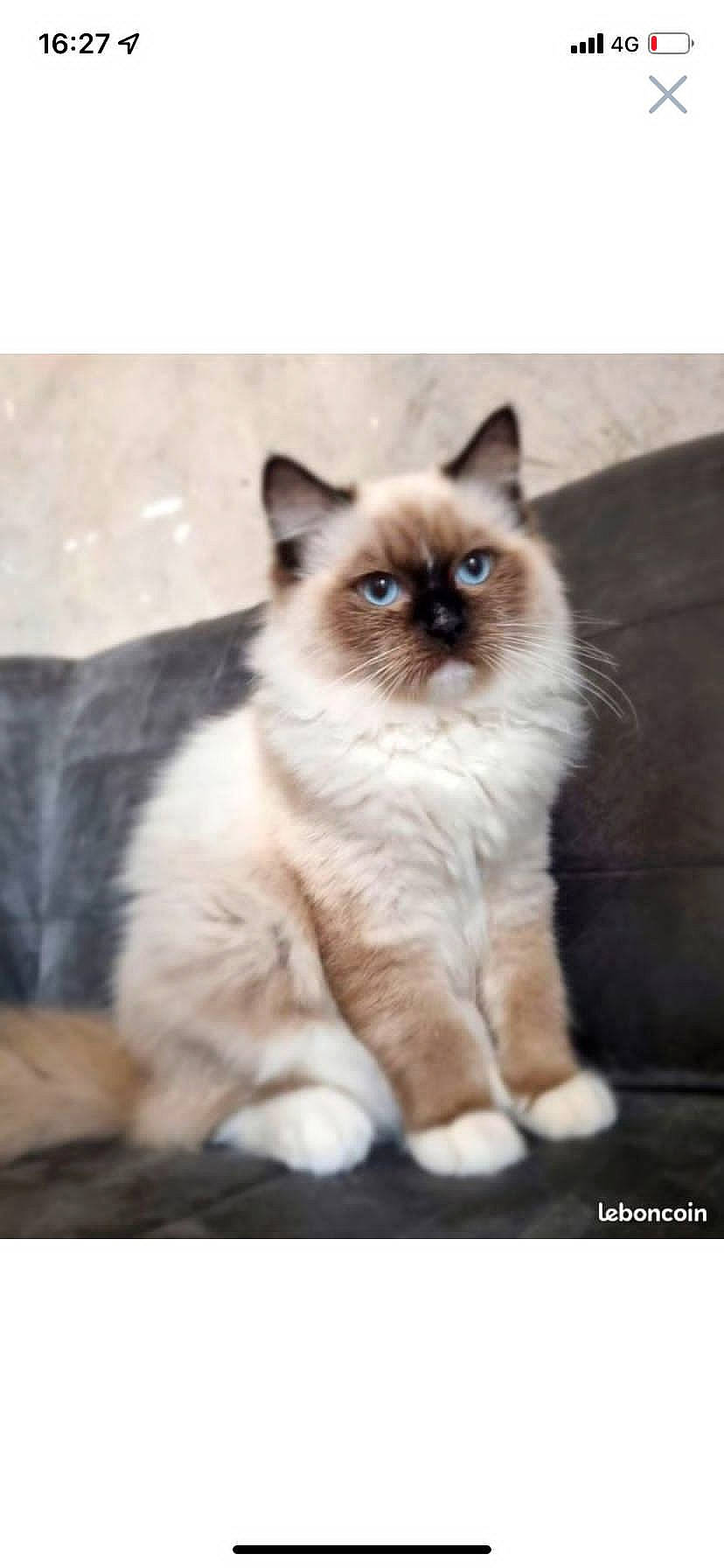 Tiamo a rejoint le concours — aidez-le/la à gagner de superbes lots ! birman, carnivore, cat, fawn, felidae, fur, ragdoll, rectangle, siamese, small_to_medium_sized_cats, snout, tail, terrestrial_animal, thai, whiskers