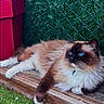 Tiamo participe au concours pour gagner de l'argent avec cette photo : animal, blue_eyes, cat, chain_link_fence, closeup, cute, daylight, domestic_cat, feline, fluffy, green_grass, long_hair, nature, outdoor, pet, portrait, red_box, relaxed, resting, wooden_platform