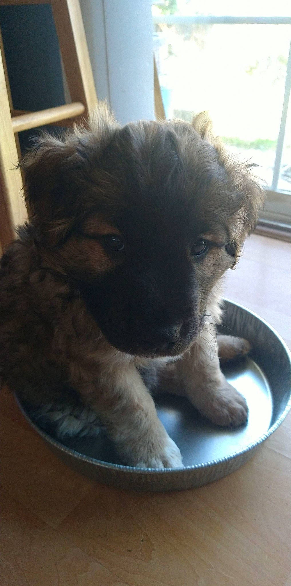 Charlie joined the competition — help win amazing prizes! canidae, carnivore, companion_dog, dog, dog_breed, door, eye, fawn, fur, hardwood, liver, non_sporting_group, paw, puppy, snout, sporting_group, toy_dog, whiskers, window, working_animal