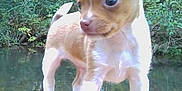 Jiffy joined the competition — help win amazing prizes! puppy, dog, outdoor, forest, water, creek, nature, animal, young, cute, ears, wood, standing, curious, small, pet, canine, greenery, sunlight, adorable