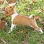 puppy, dog, grass, outdoor, leaf, animal, pet, small, brown, white, nature, young, canine, cute, alert, fall, background, standing, side_view, daylight