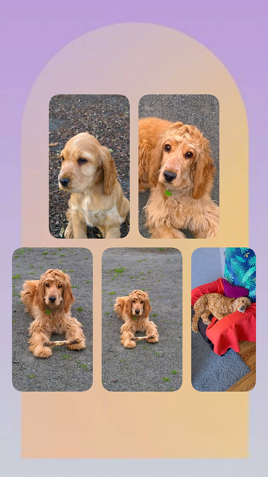 Jessy a rejoint le concours — aidez-le/la à gagner de superbes lots ! ancient_dog_breeds, art, canidae, carnivore, circle, collage, companion_dog, dog, dog_breed, dog_supply, fawn, font, fur, gun_dog, liver, pet_supply, plant, sporting_group, water_dog, working_animal