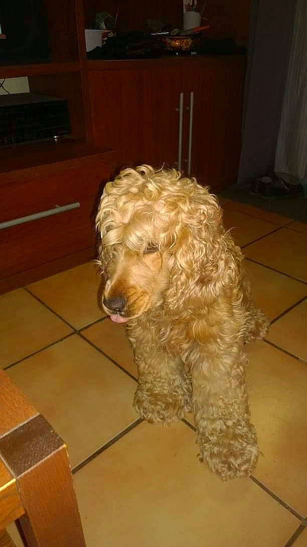 Jessy a rejoint le concours — aidez-le/la à gagner de superbes lots ! canidae, carnivore, companion_dog, dog, dog_breed, flooring, fur, hardwood, home_appliance, labradoodle, non_sporting_group, picture_frame, small_terrier, terrier, toy_dog, water_dog, wood, working_animal, yorkipoo