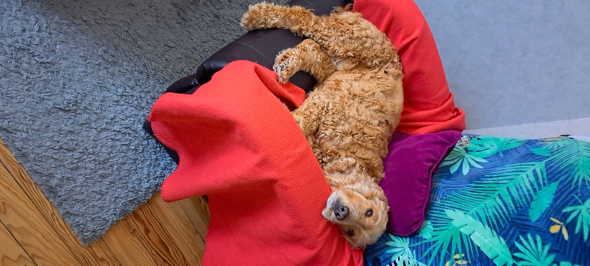 Jessy participe au concours pour gagner de l'argent avec cette photo : baby_toys, canidae, comfort, companion_dog, dog_breed, dog_toy, fawn, fur, hardwood, linens, plush, room, sporting_group, stuffed_toy, teddy_bear, toy, wood, wood_flooring, wool, working_animal