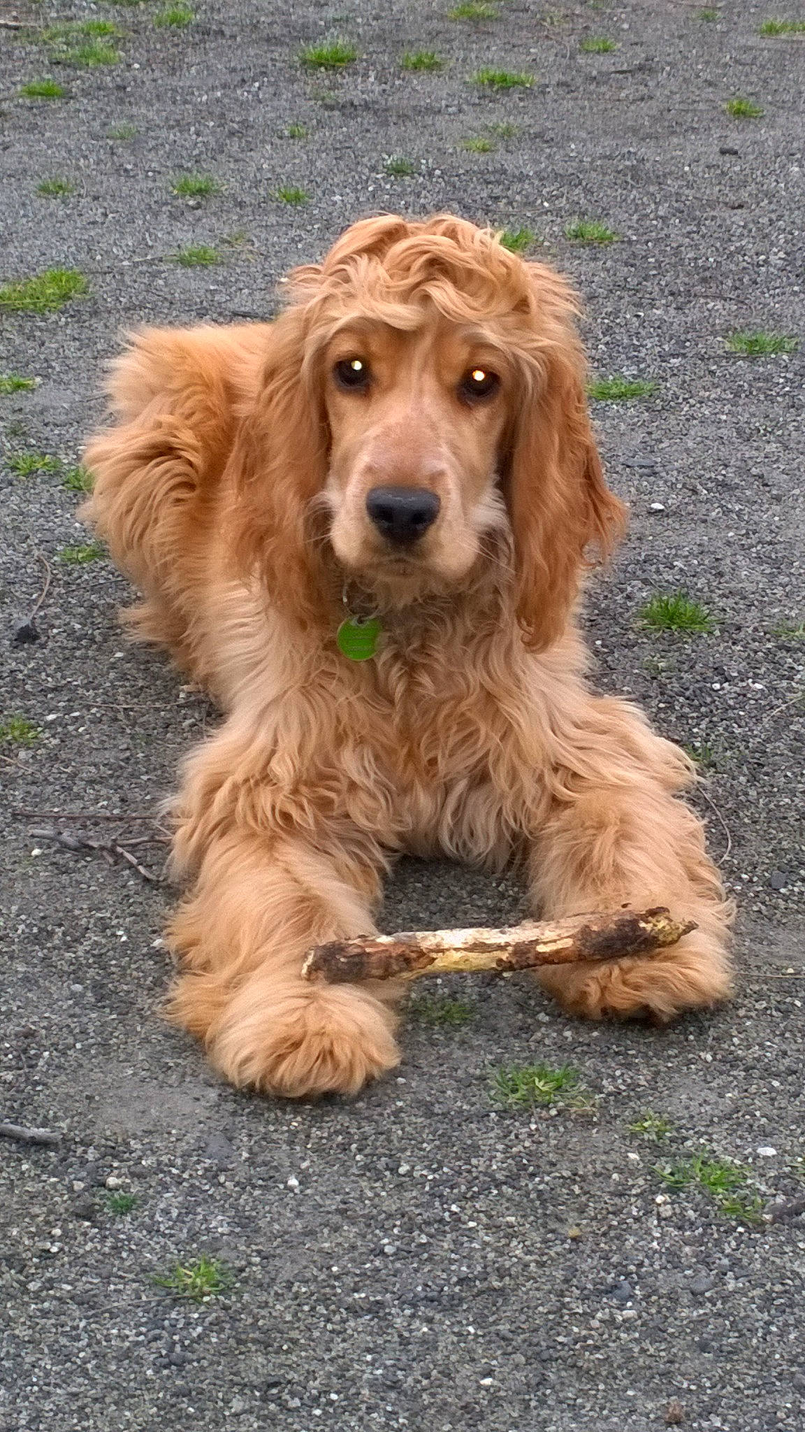 Jessy participe au concours pour gagner de l'argent avec cette photo : biting, canidae, carnivore, companion_dog, dog, dog_breed, fawn, fur, gun_dog, hunting_dog, liver, snout, soil, spaniel, sporting_group, terrestrial_animal, working_animal