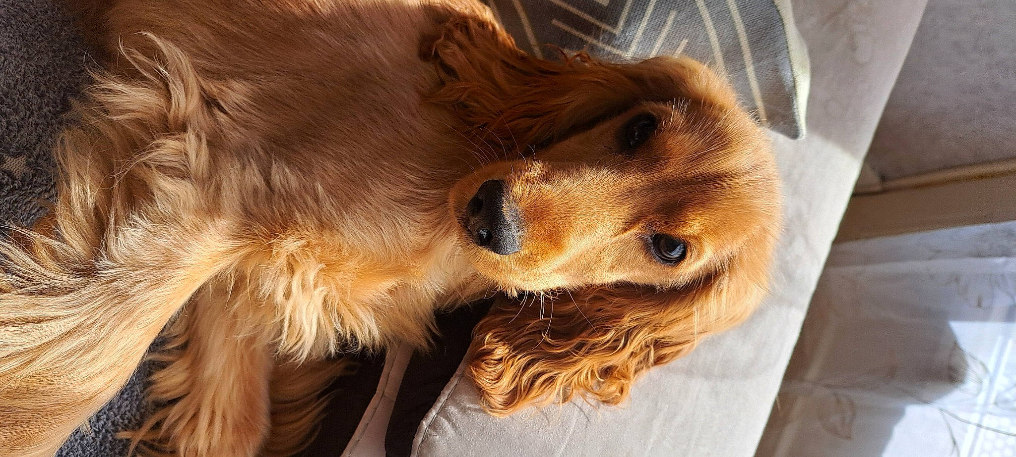 Eden a rejoint le concours — aidez-le/la à gagner de superbes lots ! canidae, carnivore, companion_dog, dog, dog_breed, ear, fawn, feathered_hair, fur, gun_dog, liver, natural_material, retriever, snout, spaniel, sporting_group, whiskers, working_animal