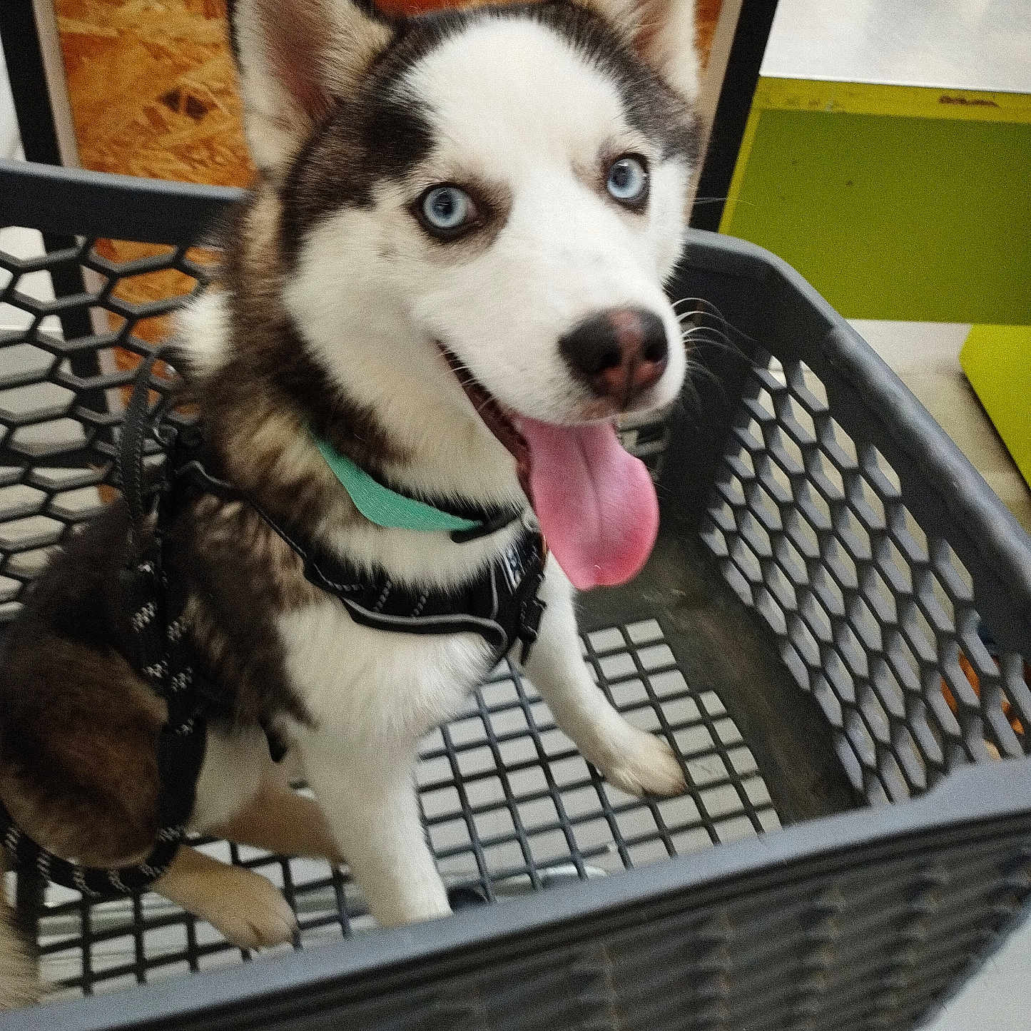 Heaven participe au concours pour gagner de l'argent avec cette photo : accessories, animal, basket, bodypart, box, canine, dog, eskimodog, husky, mouth, person, pet, puppy, shoppingbasket, strap, tongue