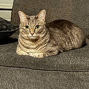 Kratos is registered to the contest to win money with this photo: cat, tabby_cat, pet, feline, animal, indoor, couch, gray, striped, yellow_eyes, resting, comfortable, cozy, fur, whiskers, ears, pillow, household, domestic_animal, relaxed