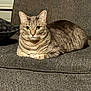 cat, tabby_cat, pet, feline, animal, indoor, couch, gray, striped, yellow_eyes, resting, comfortable, cozy, fur, whiskers, ears, pillow, household, domestic_animal, relaxed