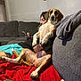 Luna joined the competition — help win amazing prizes! dog, man, couch, living_room, blanket, phone, relaxed, indoor, pet, seated, gray, red_blanket, casual, human, fur, companion, comfort, home, towel, expression