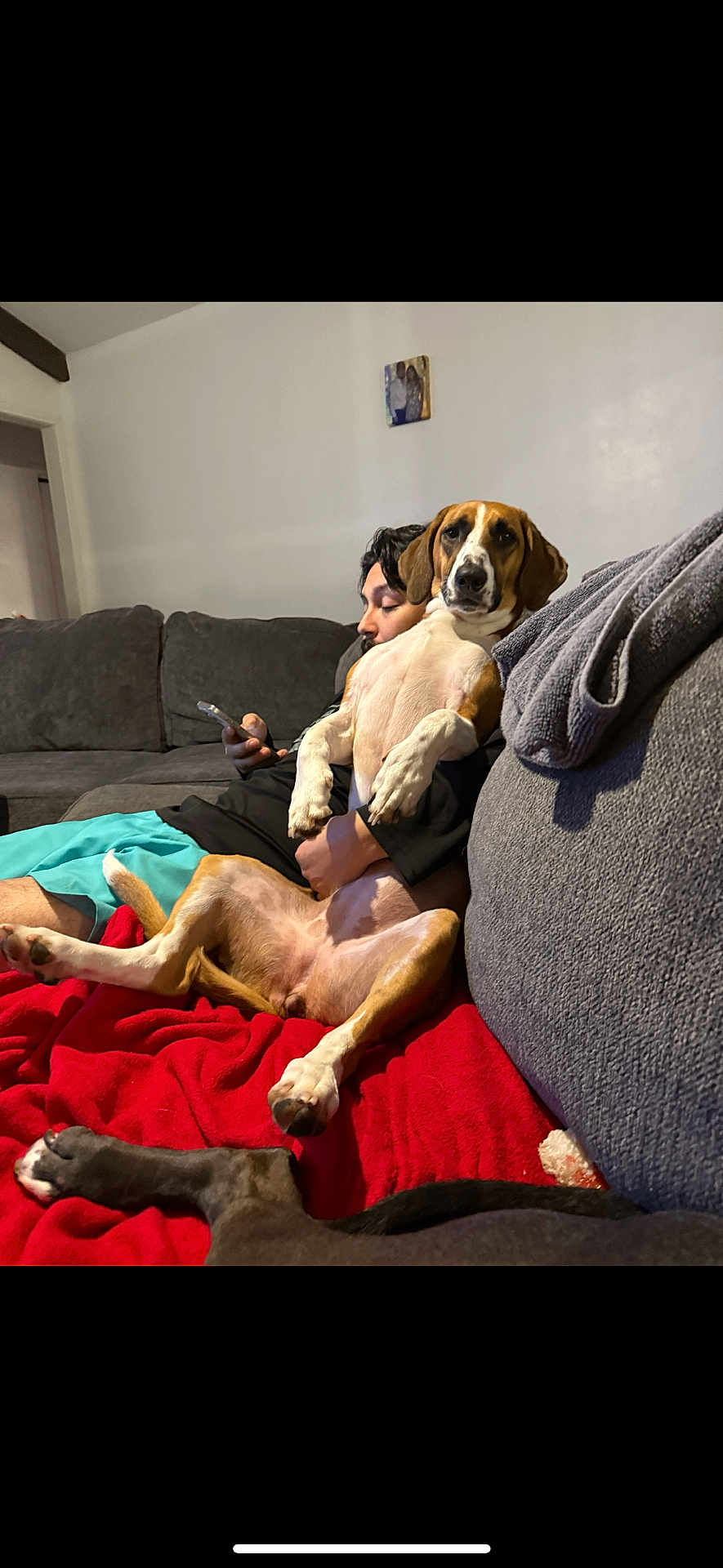 Luna joined the competition — help win amazing prizes! dog, man, couch, living_room, blanket, phone, relaxed, indoor, pet, seated, gray, red_blanket, casual, human, fur, companion, comfort, home, towel, expression