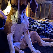 Luna joined the competition — help win amazing prizes! dog, brown_and_white_dog, sitting, couch, blanket, indoor, fireplace, brick_wall, cozy, pet, animal, relaxed, home, furniture, paw, ears, snout, living_room, comfort, canine