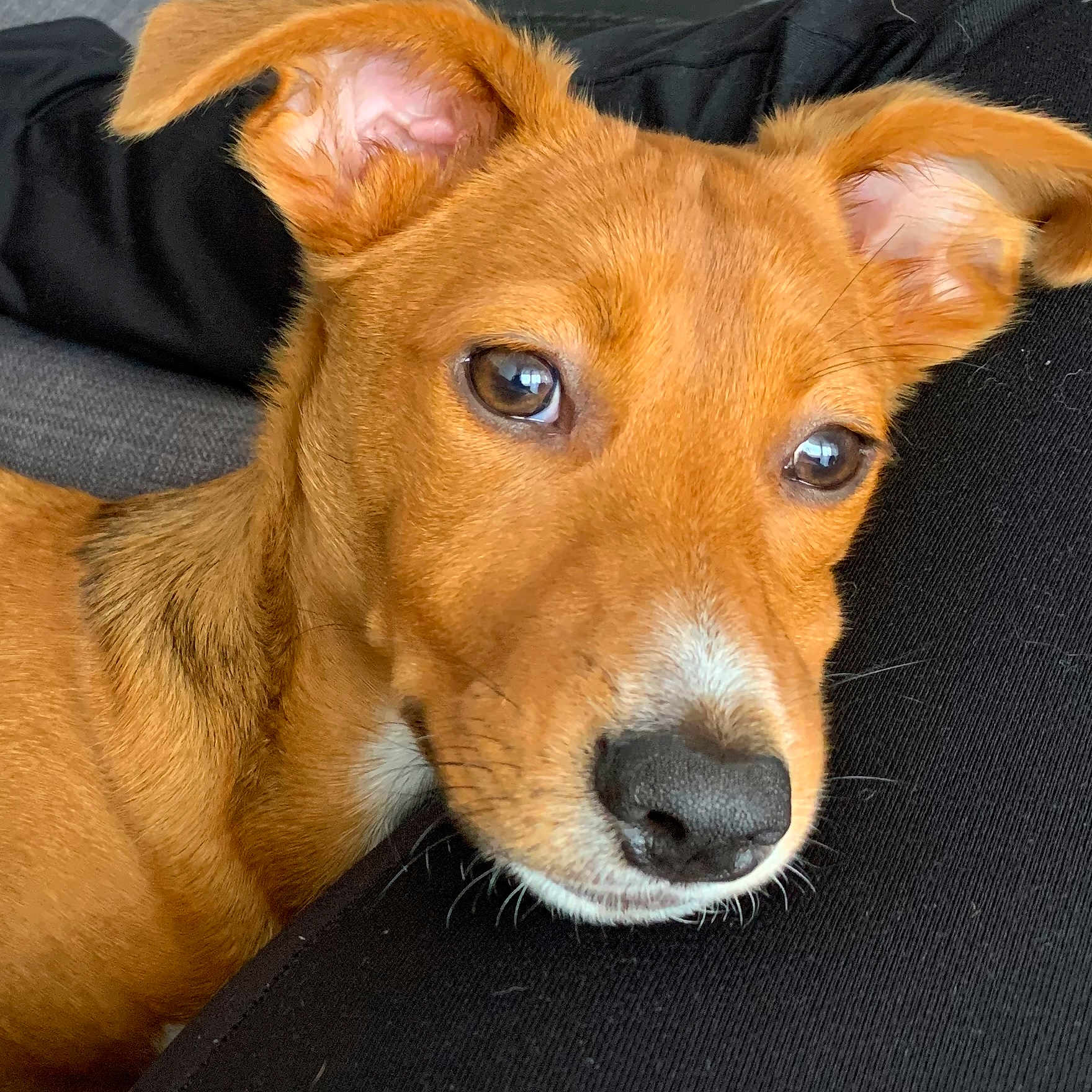 Ringo