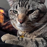 Porkchop joined the competition — help win amazing prizes! animal, cat, close_up, collar, cute, domestic, ears, face, feline, fur, golden, indoor, paw, pet, portrait, relaxed, resting, striped, tabby, whiskers