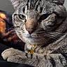 animal, cat, close_up, collar, cute, domestic, ears, face, feline, fur, golden, indoor, paw, pet, portrait, relaxed, resting, striped, tabby, whiskers