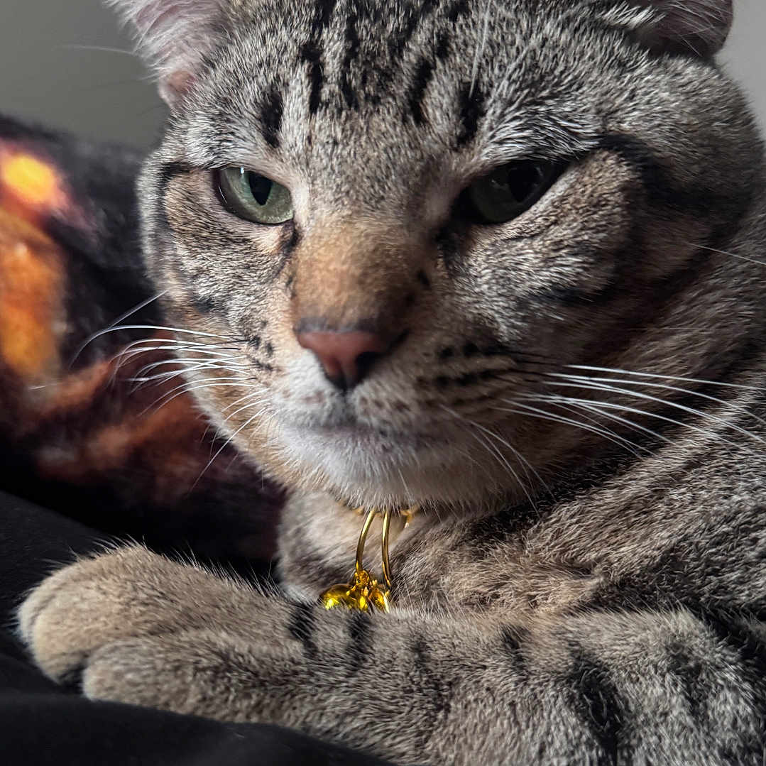 Porkchop