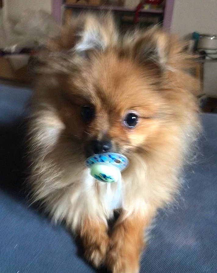 Nalya participe au concours pour gagner de l'argent avec cette photo : canidae, carnivore, companion_dog, dog, dog_breed, fawn, fur, german_spitz, german_spitz_klein, mammal, non_sporting_group, pomeranian, puppy, rare_breed_dog, skin, snout, spitz, toy_dog, vertebrate, whiskers