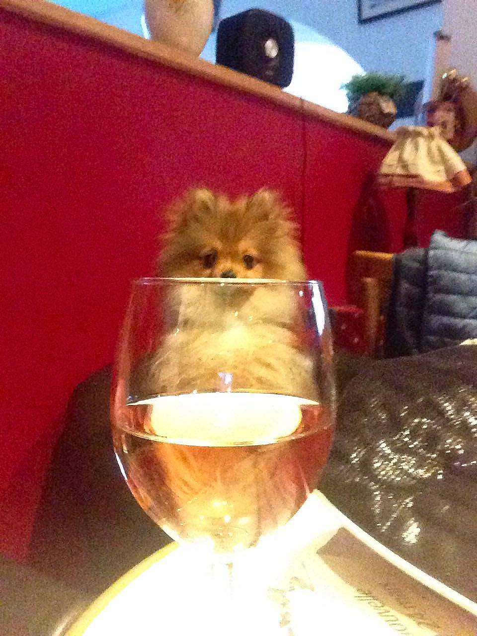 Nalya a rejoint le concours — aidez-le/la à gagner de superbes lots ! cat, fawn, felidae, glass, whiskers