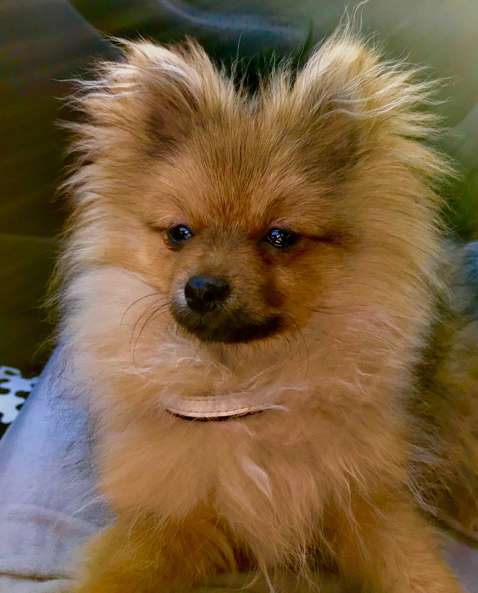 Nalya participe au concours pour gagner de l'argent avec cette photo : ancient_dog_breeds, canidae, carnivore, companion_dog, dog, dog_breed, german_spitz, german_spitz_klein, german_spitz_mittel, mammal, non_sporting_group, pomeranian, puppy, rare_breed_dog, snout, spitz, toy_dog, vertebrate, volpino_italiano, whiskers