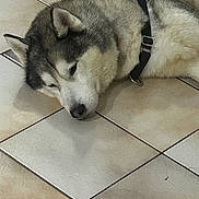 Lou a rejoint le concours — aidez-le/la à gagner de superbes lots ! dog, husky, lying_down, indoor, tile_floor, pet, animal, sleepy, harness, fur, close_up, resting, canine, domestic_animal, side_view, quiet, calm, mammal, companion, relaxed
