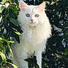 cat, white_cat, fluffy, green_eyes, animal, pet, outdoor, nature, leaves, bush, foliage, wildlife, fur, mammal, closeup, curious, alert, sunlight, garden, portrait