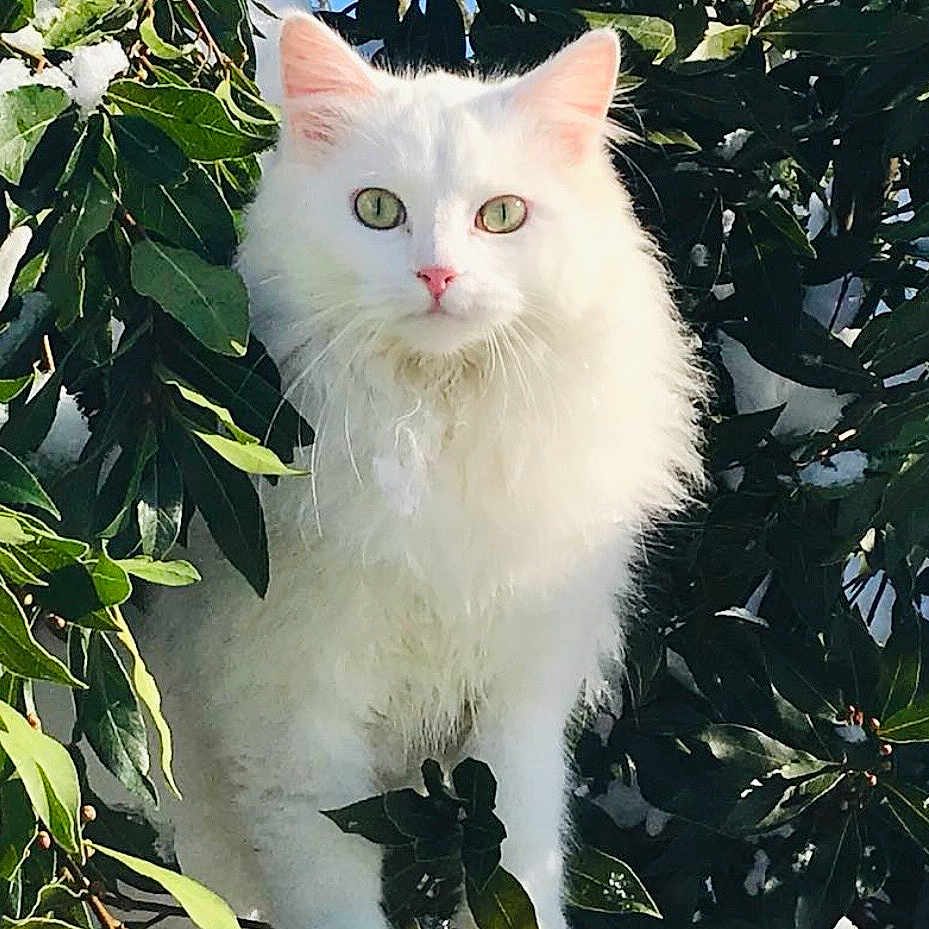 Princesse a rejoint le concours — aidez-le/la à gagner de superbes lots ! cat, white_cat, fluffy, green_eyes, animal, pet, outdoor, nature, leaves, bush, foliage, wildlife, fur, mammal, closeup, curious, alert, sunlight, garden, portrait