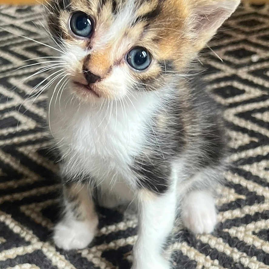 Bijoux
