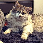 Faisca a rejoint le concours — aidez-le/la à gagner de superbes lots ! cat, fluffy, long_hair, indoor, blanket, relaxed, curious, pet, feline, cozy, resting, fur, animal, cute, whiskers, paw, face, domestic, soft, texture
