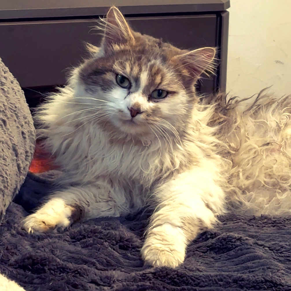Faisca a rejoint le concours — aidez-le/la à gagner de superbes lots ! cat, fluffy, long_hair, indoor, blanket, relaxed, curious, pet, feline, cozy, resting, fur, animal, cute, whiskers, paw, face, domestic, soft, texture