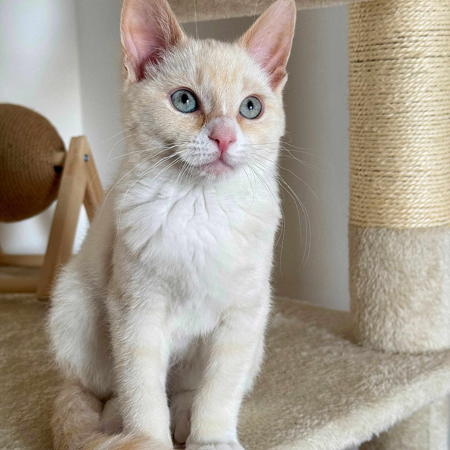 Shakti a rejoint le concours — aidez-le/la à gagner de superbes lots ! animal, beige, blue_eyes, cat, cat_tree, curious, cute, domestic_cat, feline, fluffy, indoor, kitten, paws, pet, portrait, sitting, soft_texture, tail, whiskers, young_cat