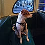 Psycho is registered to the contest to win money with this photo: dog, pet, brown_and_white, sitting, harness, vehicle_interior, bench_seat, window, street, car, parked_car, tree, urban, daylight, leash, side_view, animal, domestic_animal, quiet, travel